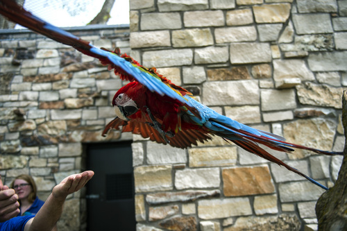 Chris Detrick  |  The Salt Lake Tribune
Rousseau, a Green Winged Macaw, flies to Bird Trainer Aron Smolley in the new macaw exhibit at the Tracy Aviary Friday May 16, 2014. The King Vulture and Macaw exhibit will be open for Memorial Day weekend.