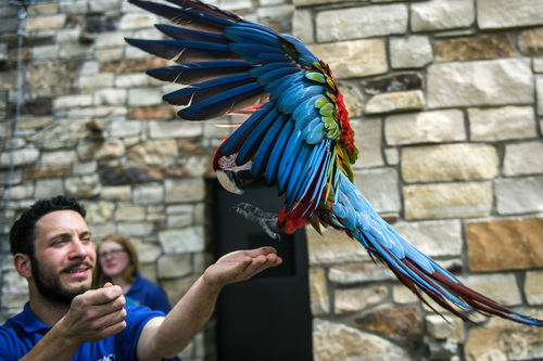 Chris Detrick  |  The Salt Lake Tribune
Rousseau, a Green Winged Macaw, flies to Bird Trainer Aron Smolley in the new macaw exhibit at the Tracy Aviary Friday May 16, 2014. The King Vulture and Macaw exhibit will be open for Memorial Day weekend.