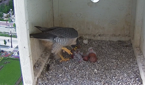 A screen shot of the first peregrine falcon born in a nest box on the Joseph Smith Memorial Building in downtown Salt Lake City. (Brett Prettyman)