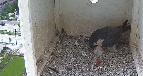 Courtesy image
Screenshots from a live webcam of peregrine falcons born in a nest box on the Joseph Smith Memorial Building in downtown Salt Lake City.