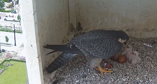 Courtesy image
Screenshots from a live webcam of baby peregrine falcons born in a nest box on the Joseph Smith Memorial Building in downtown Salt Lake City.