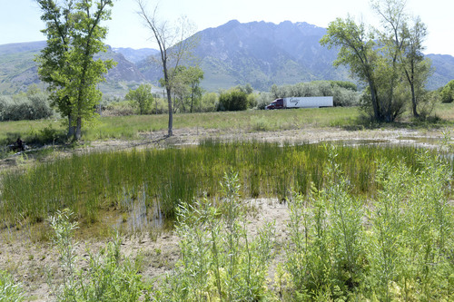 Al Hartmann  |  The Salt lake Tribune 
Wetland area between I-15 and Willard Bay State Park's Eagle Beach Pavillion at the North Marina is restoring itself Wednesday May 21.  The The cattails and willows are starting to thrive again.  The area received the worst damage from the Spring 2013 diesel fuel spill from an underground pipeline.  The area has since undergone extensive clean up and improvements including wildlife habitat, restoration of nature trails and new day-use and overflow parking.  The area will officialy open to the public on Saturday.