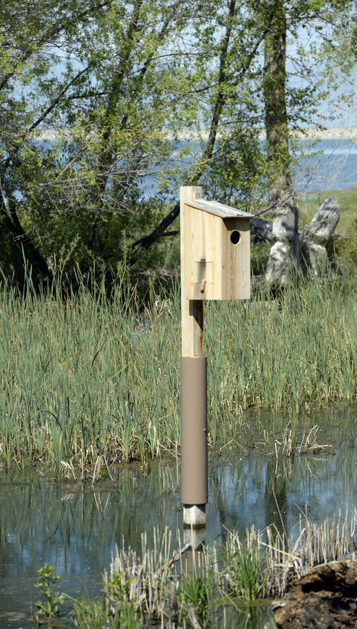 Al Hartmann  |  The Salt lake Tribune 
Wood Duck box rises in the restored wetland area near the shoreline of Willard Bay State Park's Eagle Beach at the North Marina Wednesday May 21. The area was closed in Spring 2013 due to a diesel fuel spill from an underground pipeline.  The area has since undergone clean up and improvements including wildlife habitat, restoration of nature trails and new day-use and overflow parking.  The area will officialy open to the public on Saturday.