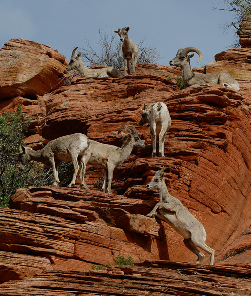 Franciso Kjolseth  |  The Salt Lake Tribune
A group of desert bighorn sheep near the Checkerboard Mesa in Zion National Park hang out near the road 
in April of 2014. Recently volunteers at the park witnessed a remote controlled drone flying close to a herd on the eastern side of the park.