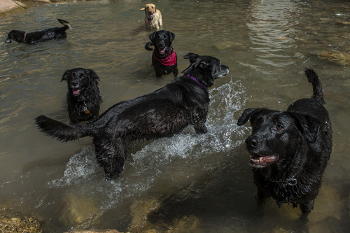 Chris Detrick  |  The Salt Lake Tribune
Dogs wait for a tennis ball to be thrown in the water pool in Parleys Creek in Parleys Historic Nature Park Sunday May 25, 2014.
