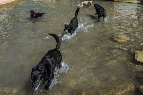 Chris Detrick  |  The Salt Lake Tribune
Dogs play fetch in the water pool in Parleys Creek in Parleys Historic Nature Park Sunday May 25, 2014.