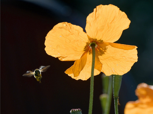 Al Hartmann  |  The Salt Lake Tribune 
A bee flies from flower to flower in a blooming poppy patch in Sugar House on Tuesday. Temperatures this week will be above average.