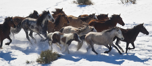 Chris Detrick  |  The Salt Lake Tribune
Wild horses from Utahís Swasey herd are rounded up by Cattoor Livestock Roundup Co in the West Desert near the Swasey Mountains Thursday February 14, 2013. Under the Bureau of Land Management operation 50 miles west of Delta, helicopter wranglers will gather 262 horses. One hundred will be released back into the Swasey Herd Management Area ó one of Utahís 19 HMAs on federal land. Many of the horses released will be mares treated with the contraceptive Porcine Zona Pellucida (PZP-22).