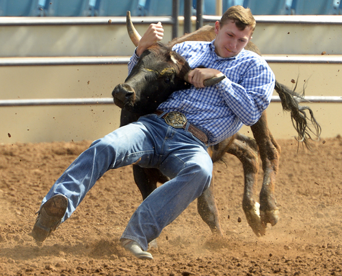 Rick Egan  |  The Salt Lake Tribune

Andrew Basile competes in the steer wrestling competition, during the first day of the Utah High School Rodeo Finals, in Heber City, Wednesday, June 4, 2014