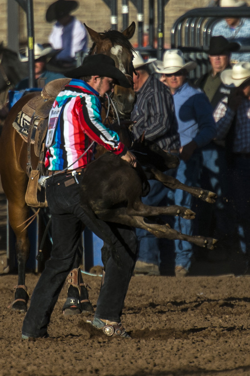 Chris Detrick  |  The Salt Lake Tribune
Dalton Rydalch competes in tie-down roping during the Utah State High School Rodeo Association Finals at the Wasatch County Event Center in Heber City Thursday June 5, 2014.