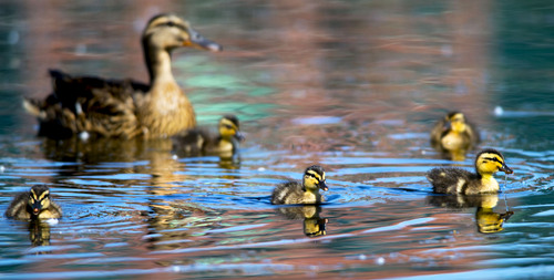 Steve Griffin  |  The Salt Lake Tribune


Ducklings swim with their mother in the Sugarhouse Park pond in  Salt Lake City, Utah Monday, June 9, 2014.