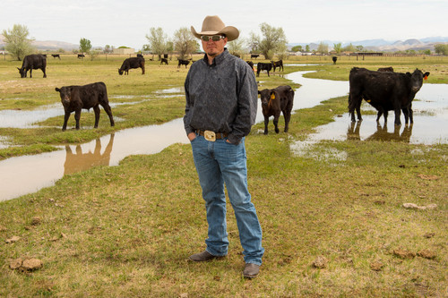 Trent Nelson  |  The Salt Lake Tribune
Cameron Hallows made the trip from his home in Monroe to Salt Lake City recently to address the Utah Wildlife Board about wildlife and cattle sharing the mountain. He was photographed with some of his cattle in Richfield, Friday May 16, 2014.