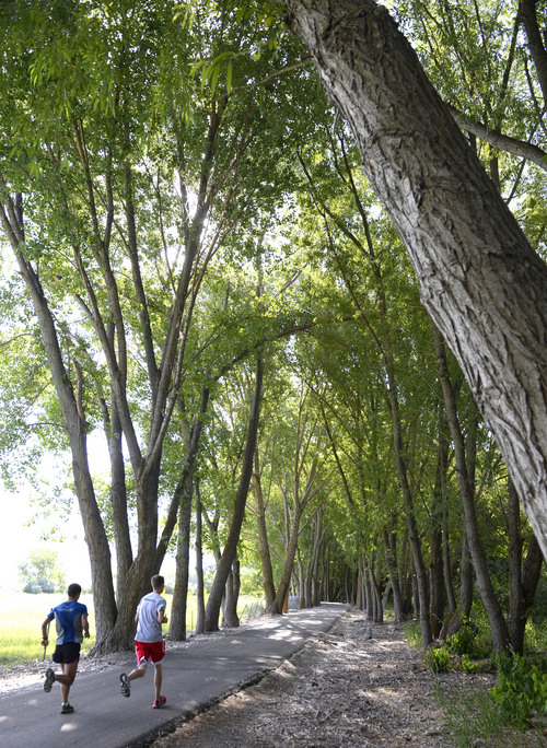 Al Hartmann  |  The Salt Lake Tribune
Runners pass through the shade of Cottonwood trees along the Provo River Parkway Trail Friday June 13.