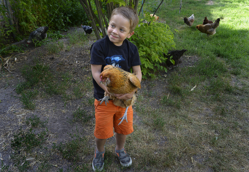 Scott Sommerdorf   |  The Salt Lake Tribune
Five year old Jesse Milner-Barraza, holds one of the family chickens, as he plays in the back yard after coming home from school, Friday, June 13, 2014.