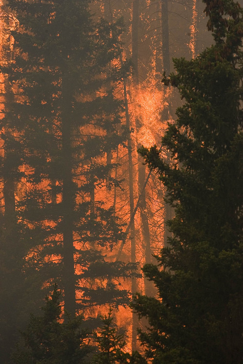 Trees explode into flames in Huntington Canyon on Wednesday, June 27, 2012, as the  Seeley Fire burns  in the Manti-La Sal National Forest. (AP Photo/Paul Fraughton, The Salt Lake Tribune)