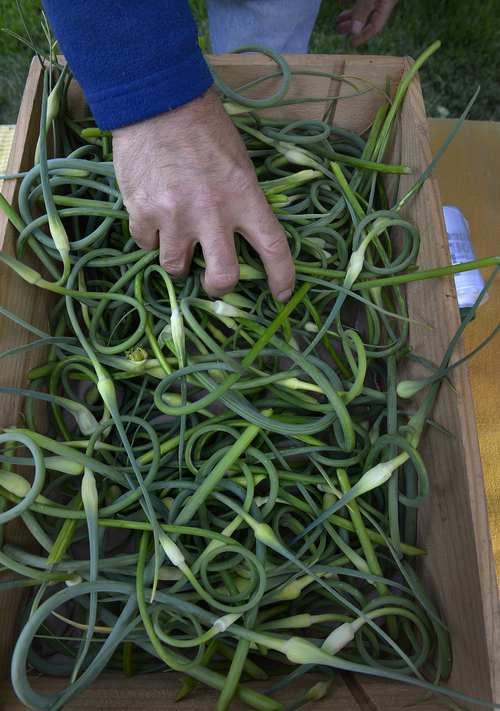 Scott Sommerdorf   |  The Salt Lake Tribune
Blue Springs Farm's garlic scapes for sale at the opening day of the 2014 Downtown Farmers Market at Pioneer Park, Saturday, June 14, 2014.