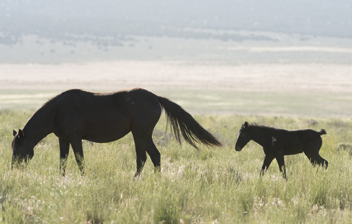 Rick Egan  |  The Salt Lake Tribune

A foal walks with it's mother in the Onaqui wild horse herd, about 60 miles southwest of Tooele,  near Simpson Springs, Thursday, June 5, 2014.