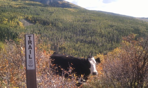 Nate Carlisle  |  The Salt Lake Tribune
A range cow stands along the Boren Mesa Trail in the La Sal Mountains near Moab in 2011.