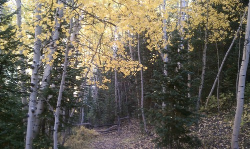 Nate Carlisle | The Salt Lake Tribune
Golden leafs shine on the Boren Mesa Trail near Moab.