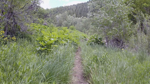 Jessica Miller  |  The Salt Lake Tribune
Wheatgrass Canyon Trail near Causey Reservoir, June 12, 2014.