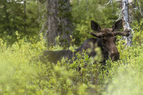 Chris Detrick  |  The Salt Lake Tribune
A moose seen during Kid's Day at Silver Lake at the top of Big Cottonwood Canyon Saturday June 21, 2014.
