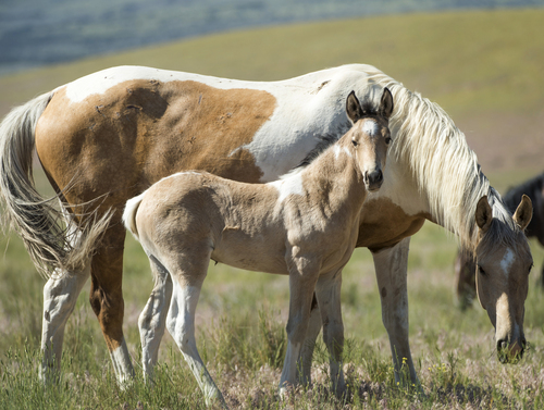 Rick Egan  |  The Salt Lake Tribune

A foal with it's mother, in the Onaqui wild horse herd, about 60 miles southwest of Tooele,  near Simpson Springs, Thursday, June 5, 2014.
