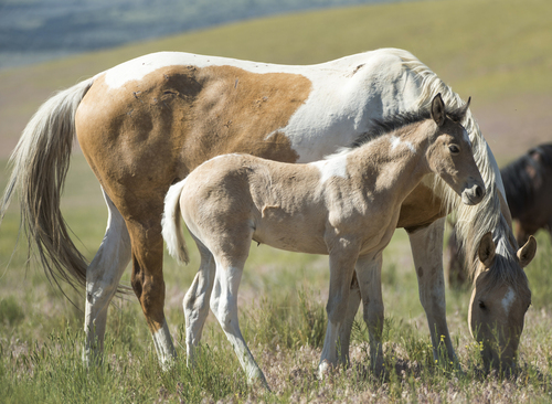 Rick Egan  |  The Salt Lake Tribune

A foal and it's mother in the Onaqui wild horse herd, about 60 miles southwest of Tooele,  near Simpson Springs, Thursday, June 5, 2014.