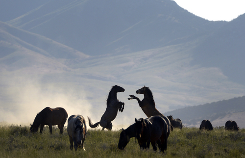 Rick Egan  |  The Salt Lake Tribune

Horses from the Onaqui wild horse herd, about 60 miles southwest of Tooele,  near Simpson Springs, Thursday, June 5, 2014.