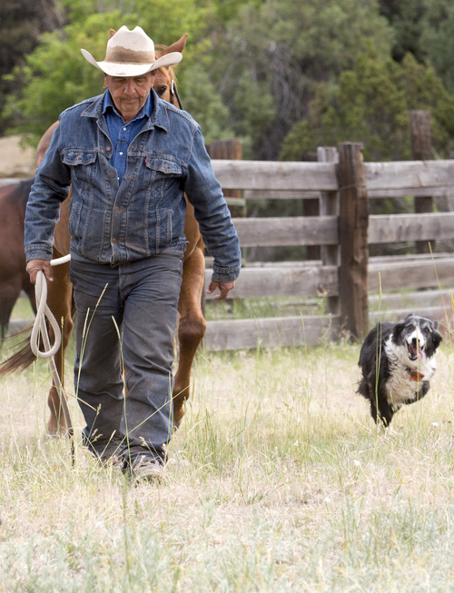 Rick Egan  |  The Salt Lake Tribune

Midge, the three legged dog follows Butch Jensen as he leaves the coral in Range Creek, Saturday, June 14, 2014