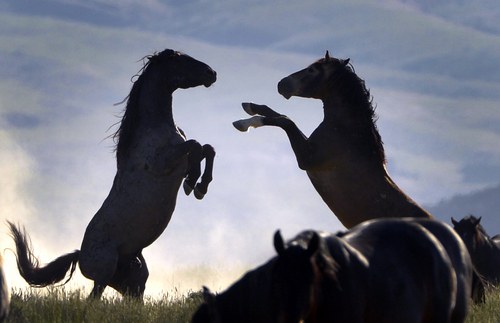 Rick Egan  |  The Salt Lake Tribune

Fighting wild horse exhibit dominance behavior, in the Onaqui wild horse herd, about 60 miles southwest of Tooele,  near Simpson Springs, Thursday, June 5, 2014.