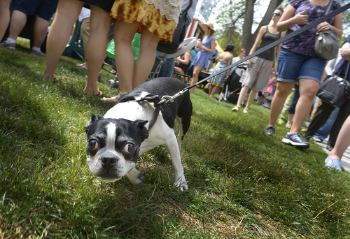 Scott Sommerdorf   |  The Salt Lake Tribune
A dog strains at his leash as it leans to pull the owner along on the east side of Salt Lake City's Downtown Farmers Market, Saturday, June 21, 2014.