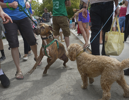 Scott Sommerdorf   |  The Salt Lake Tribune
A dog, left, reacts aggressively to encountering another dog at Salt Lake City's Downtown Farmers Market, Saturday, June 21, 2014.