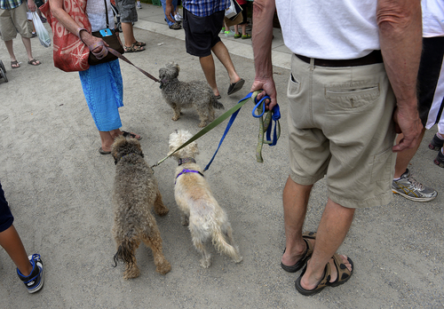 Scott Sommerdorf   |  The Salt Lake Tribune
Jim Wetzel and his wife Shesh Tipton walk their dogs atSalt Lake City's Downtown Farmers Market, Saturday, June 21, 2014.