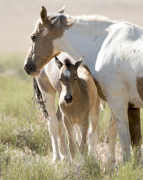 Rick Egan  |  The Salt Lake Tribune

A foal and his mother,  in the Onaqui wild horse herd, about 60 miles southwest of Tooele,  near Simpson Springs, Thursday, June 5, 2014.