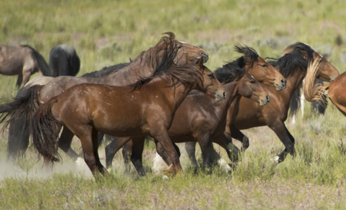 Rick Egan  |  The Salt Lake Tribune

Wild horses in the Onaqui wild horse herd, about 60 miles southwest of Tooele, near Simpson Springs, Thursday, June 5, 2014.
