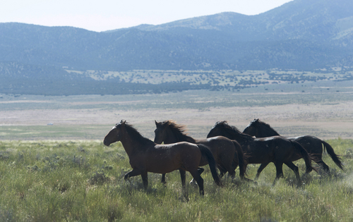 Rick Egan  |  The Salt Lake Tribune

Wild Horses in the Onaqui herd, about 60 miles southwest of Tooele,  near Simpson Springs, Thursday, June 5, 2014.