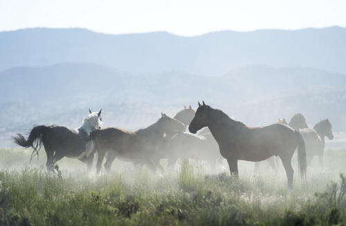 Rick Egan  |  The Salt Lake Tribune

Wild horses in the Onaqui wild horse herd, about 60 miles southwest of Tooele,  near Simpson Springs, Thursday, June 5, 2014.