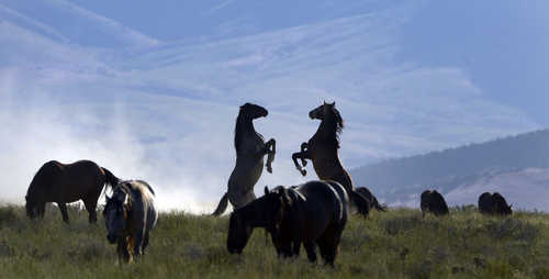 Rick Egan  |  The Salt Lake Tribune

Horses from the Onaqui wild horse herd, about 60 miles southwest of Tooele,  near Simpson Springs, Thursday, June 5, 2014.