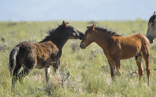 Rick Egan  |  The Salt Lake Tribune

Foals play together in the Onaqui wild horse herd, about 60 miles southwest of Tooele, near Simpson Springs, Thursday, June 5, 2014.