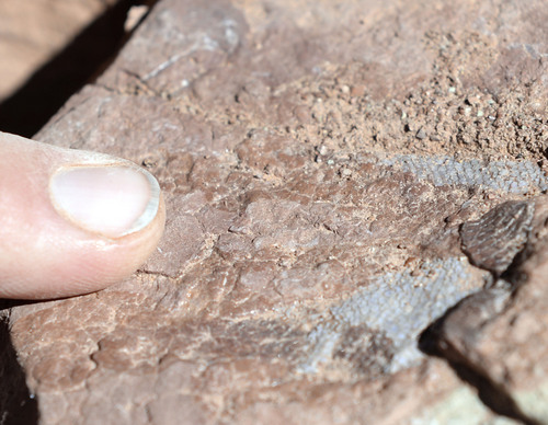 Al Hartmann  |  The Salt Lake Tribune 
Lines of a fossilised fish found by volunteers with the Natural History Museum of Utah in the sandstone cliffs near Canyonlands National Park.