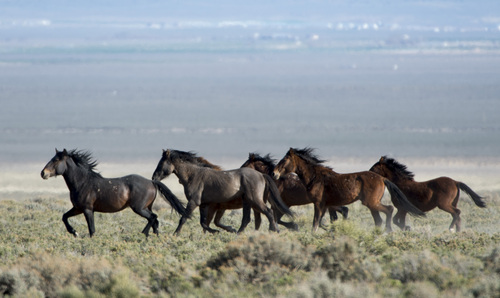 Rick Egan  |  The Salt Lake Tribune

Wild horses roam on BLM land at the north end of the Escalante Valley 60 miles west of Cedar City,  Wednesday, April 23, 2014.
