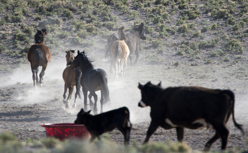 Rick Egan  |  The Salt Lake Tribune

Wild horses share the water a rancher has placed for his cattle on BLM land northwest of Cedar City, Wednesday, April 23, 2014.