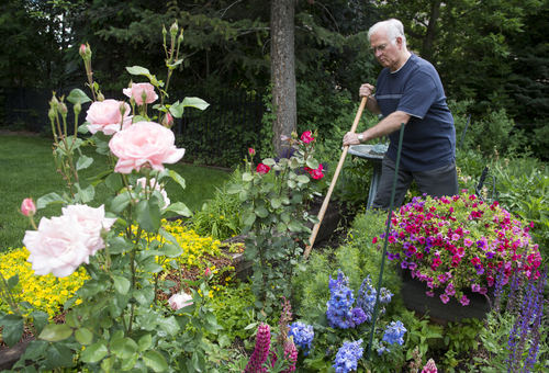 Rick Egan  |  The Salt Lake Tribune

Allan Wilson enjoys gardening around his Holladay home, Friday, June 20, 2014