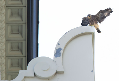 Steve Griffin  |  The Salt Lake Tribune


Juvenile Peregrine Falcon #1 tests out the breeze as it flaps its wings on the Joseph Smith Memorial Building after leaving the nest box on the building in Salt Lake City, Utah Tuesday, June 24, 2014.
