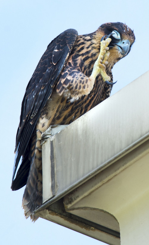 Steve Griffin  |  The Salt Lake Tribune


Juvenile Peregrine Falcon #2 scratches its face as it sits on a ledge on the Joseph Smith Memorial Building after leaving the nest box on the building in Salt Lake City, Utah Tuesday, June 24, 2014.