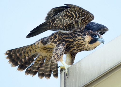 Steve Griffin  |  The Salt Lake Tribune


Juvenile Peregrine Falcon #2 tests out the breeze as it flaps its wings on the Joseph Smith Memorial Building after leaving the nest box on the building in Salt Lake City, Utah Tuesday, June 24, 2014.