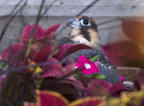 Steve Griffin  |  The Salt Lake Tribune


Juvenile Peregrine Falcon #1 hides in the flowers at the base of the Joseph Smith Memorial Building after flying from the Church Office Building to the Joseph Smith Memorial Building after leaving the nest box on the building in Salt Lake City, Utah Tuesday, June 24, 2014. The bird flew from the Church Office Building back to the Joseph Smith Memorial Building but was unable to find a landing place and fluttered to the ground.