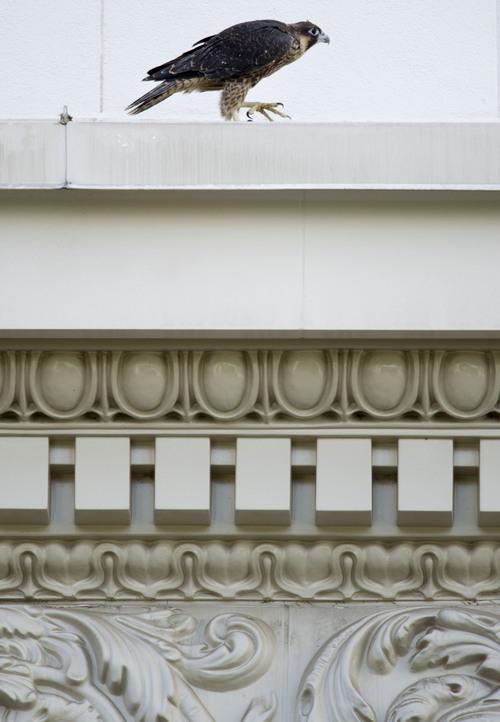 Steve Griffin  |  The Salt Lake Tribune


Juvenile Peregrine Falcon #2 walks along a ledge on the Joseph Smith Memorial Building after leaving the nest box on the building in Salt Lake City, Utah Tuesday, June 24, 2014.