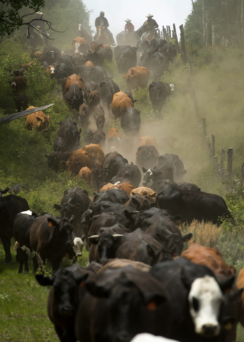 Rick Egan  |  The Salt Lake Tribune

Cowboys herd cattle in the high mountain pastures of the Tavaputs Plateau, Saturday, June 14, 2014.