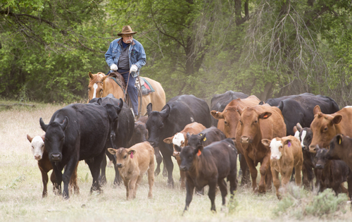 Rick Egan  |  The Salt Lake Tribune

Robert Kirby herds cattle in Range Creek Canyon on a drive from the desert lowlands to the high mountain pastures of the Tavaputs Plateau, Saturday, June 14, 2014.